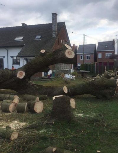 buches d'arbre - abattage