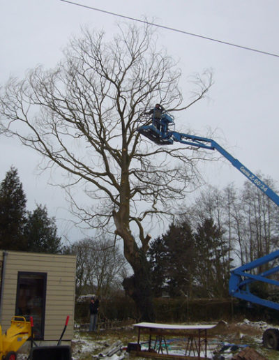 Elagage d'un arbre avec nacelle