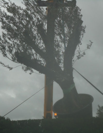 Transport d'un olivier pour plantation