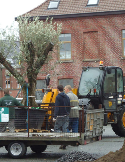 Plantation arbre