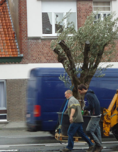 Arbre à planter