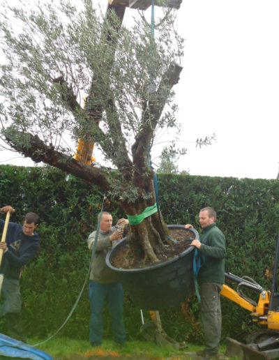 Plantation d'un olivier en pleine terre