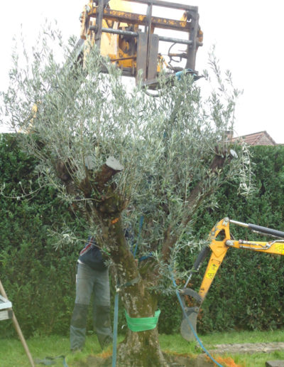 LD Jardin - Plantation arbre