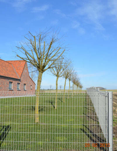 Plantation de saules têtard en bordure de cloture