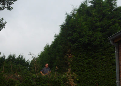 Rabattage de haies de conifères - LD Jardin